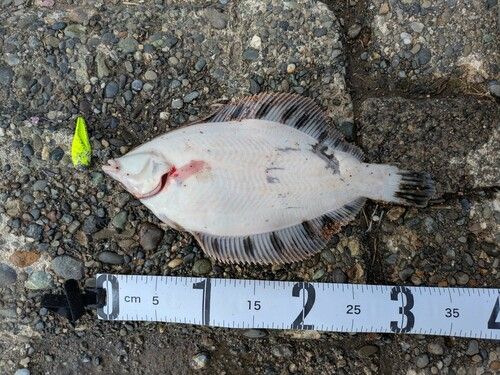 クロガシラガレイの釣果