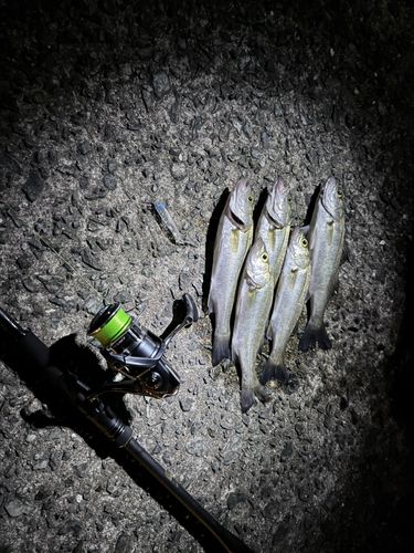 スズキの釣果