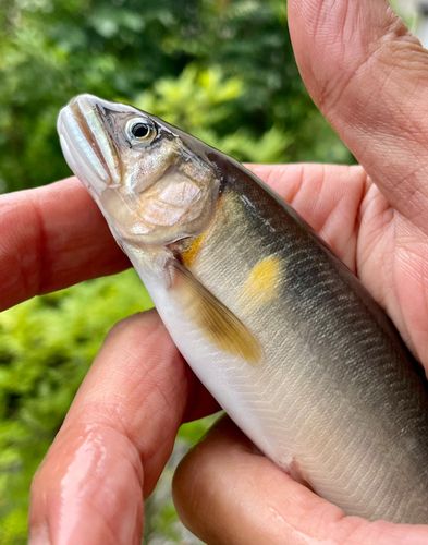 アユの釣果