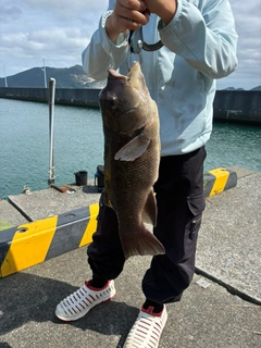 コブダイの釣果