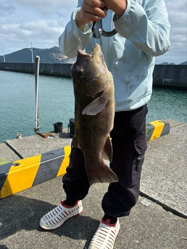 コブダイの釣果
