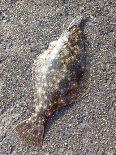 ソゲの釣果