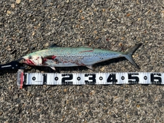 サゴシの釣果