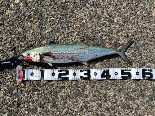 サゴシの釣果