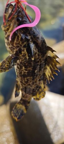 タケノコメバルの釣果