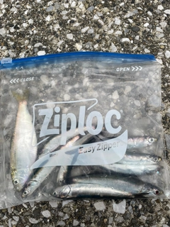 カタクチイワシの釣果