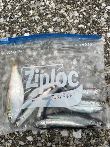 カタクチイワシの釣果