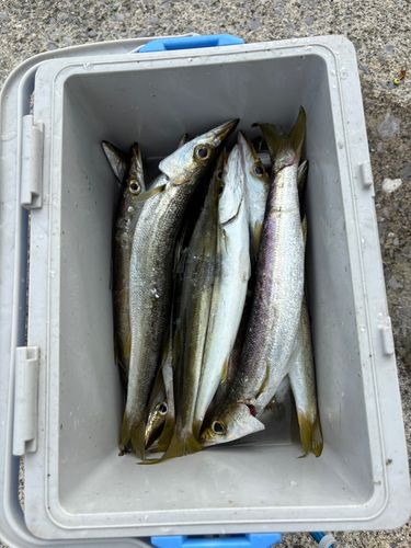 カマスの釣果