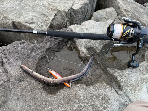 アナゴの釣果