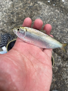 サッパの釣果