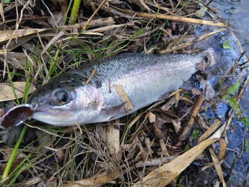 ニジマスの釣果
