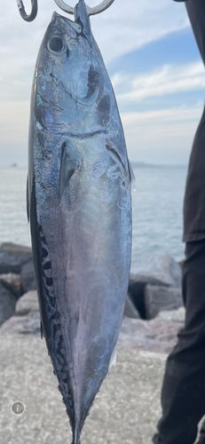 ソウダガツオの釣果
