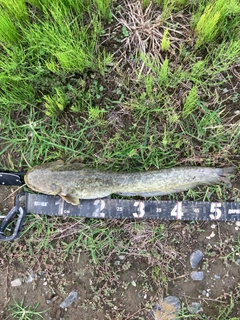 マナマズの釣果