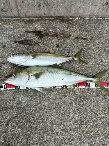 ブリの釣果