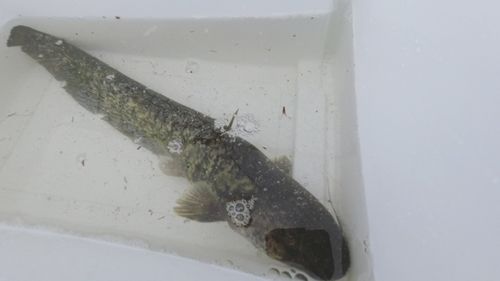 ナマズの釣果