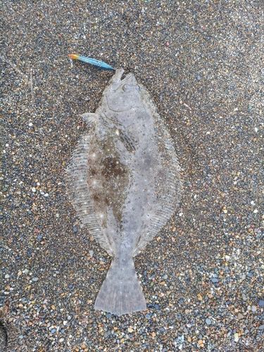 ヒラメの釣果
