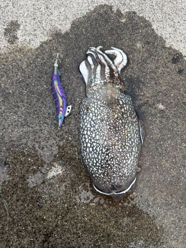コウイカの釣果