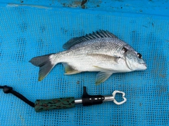 キビレの釣果