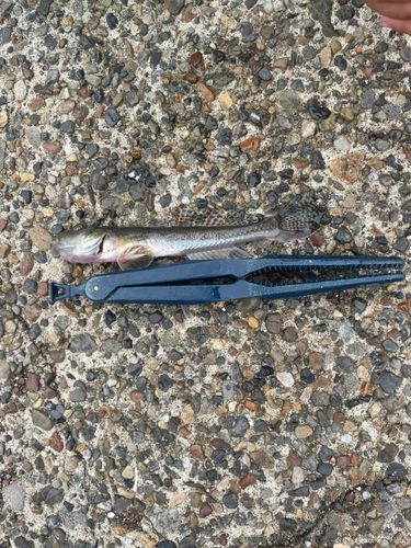マハゼの釣果