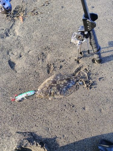 ヒラメの釣果