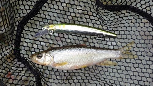 カワムツの釣果