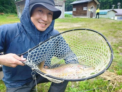 ブラウントラウトの釣果
