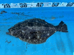 ヒラメの釣果