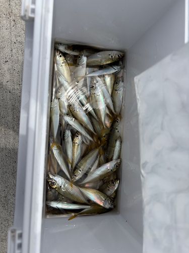 アジの釣果