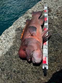 コブダイの釣果
