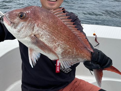 マダイの釣果