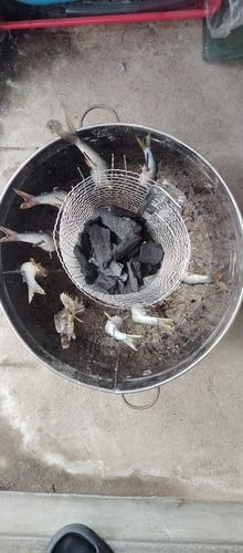 アユの釣果