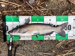 アメリカナマズの釣果