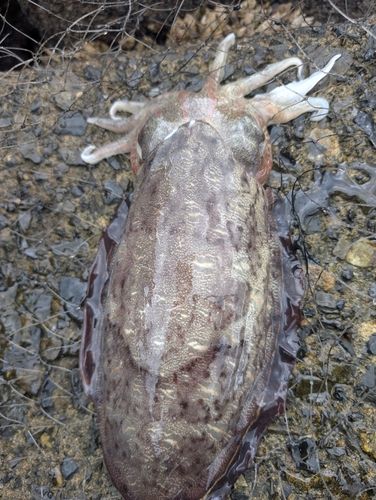 モンゴウイカの釣果