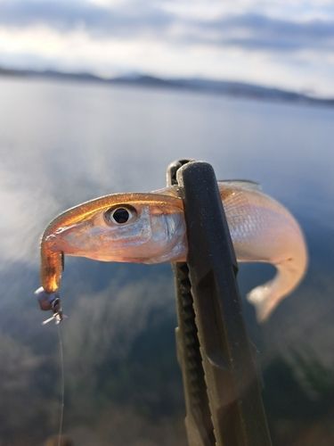 キスの釣果