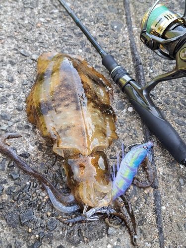 アオリイカの釣果