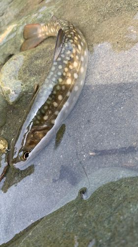 エゾイワナの釣果