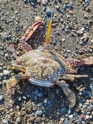 ワタリガニの釣果