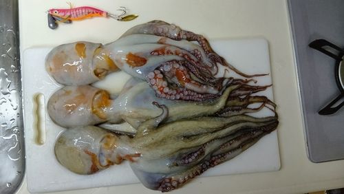 タコの釣果