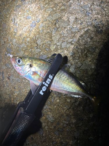 マアジの釣果