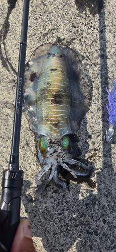 アオリイカの釣果