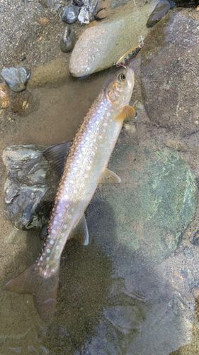 エゾイワナの釣果