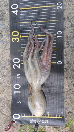 タコの釣果