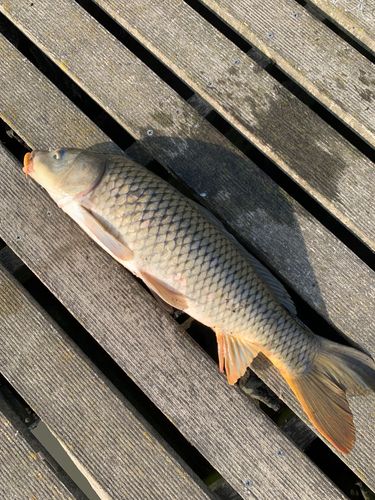 コイの釣果