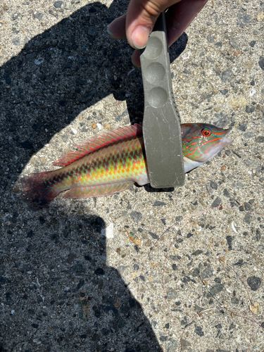 キュウセンの釣果