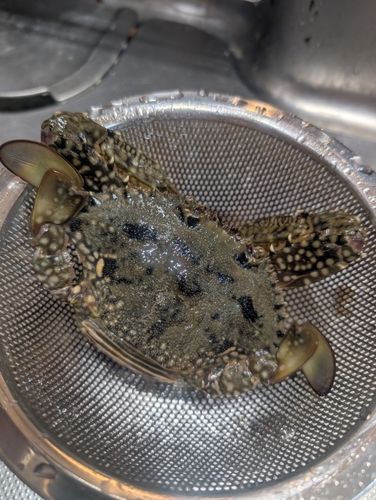 イシガニの釣果