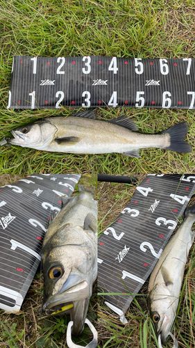 シーバスの釣果