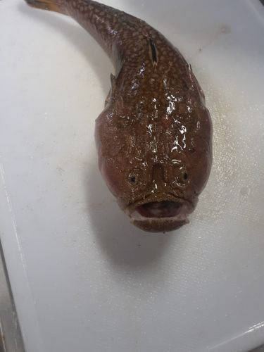 ミシマオコゼの釣果