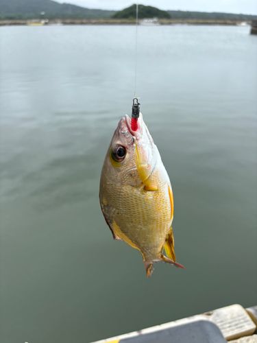 オキフエダイの釣果