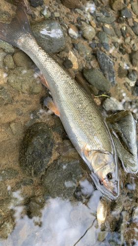 ウグイの釣果