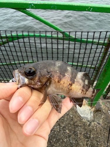 アカメバルの釣果